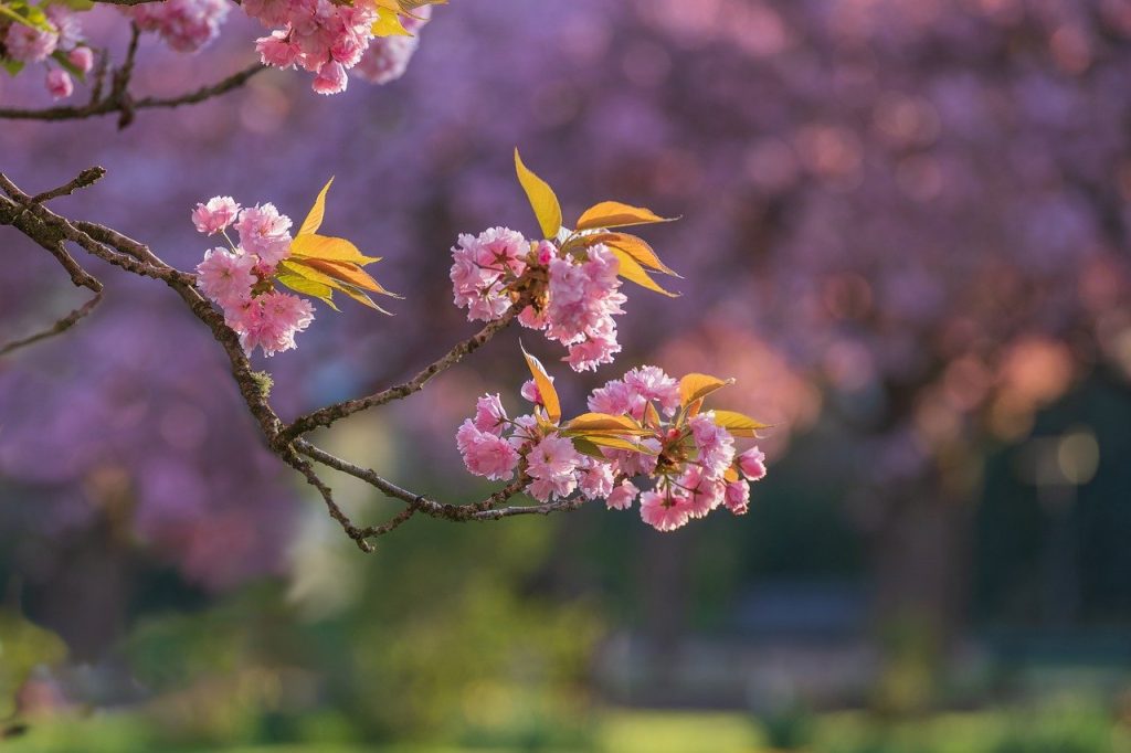 cherry tree, cherry blossoms, ornamental cherry-8708971.jpg
